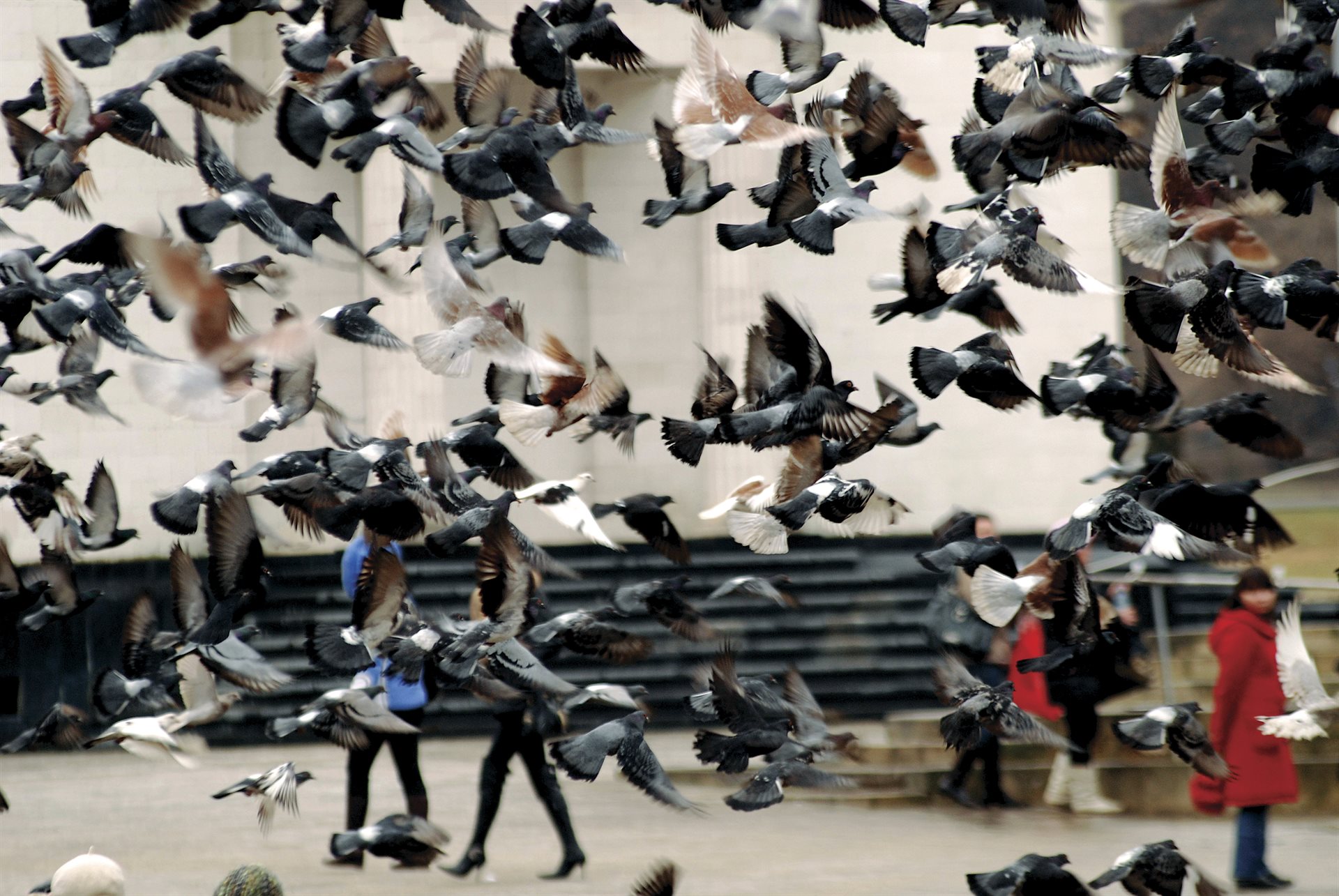 Mihai Potârniche (MD)