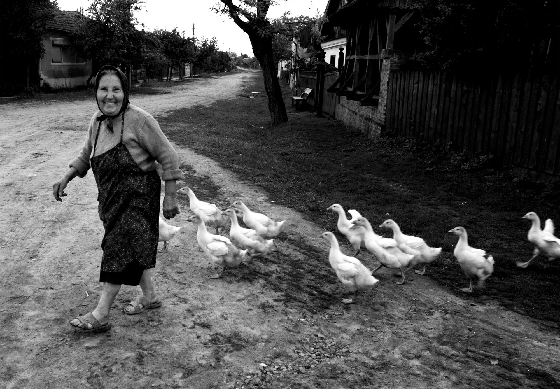 Süli István AFIAP (HU)